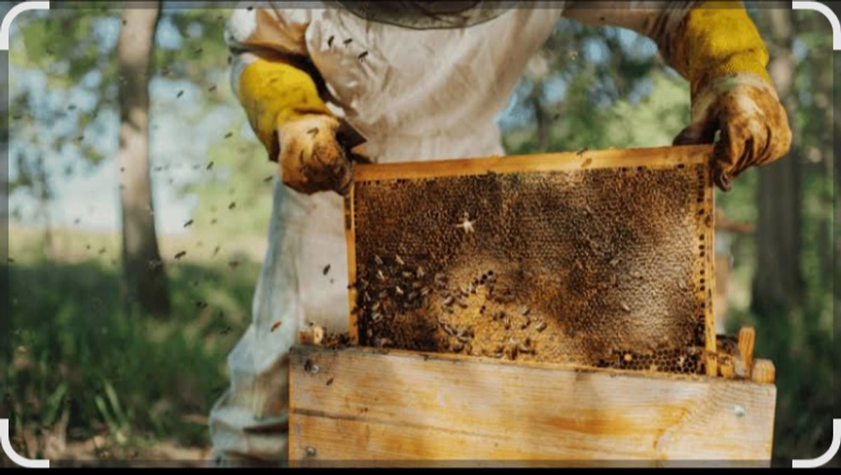 Congreso de Yucatán aprueba penalizar con hasta ocho años de prisión el robo de colmenas, panales, miel y material apícola, así como a quienes los compren, transporten o destruyan este material hurtado.