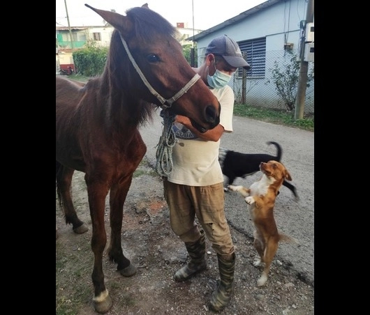 El Decreto-Ley de Bienestar Animal procura el cuidado y la protección de los animales. Foto Afp 