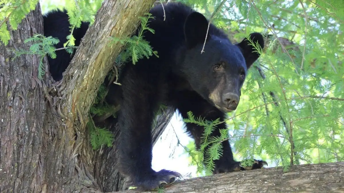 Se calcula que en Florida, EU, hay unos 4 mil oso negros; ese estado es una de las pocas entidades estadunidenses que no tiene temporada de caza de esta especie animal. Foto 