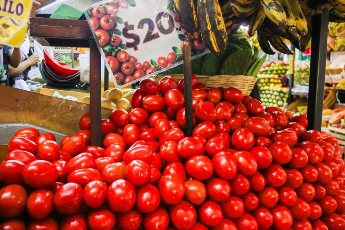 Ocho de cada diez tomates de San Quintín se destinan a las cocinas de Estados Unidos, sobre todo de California.
