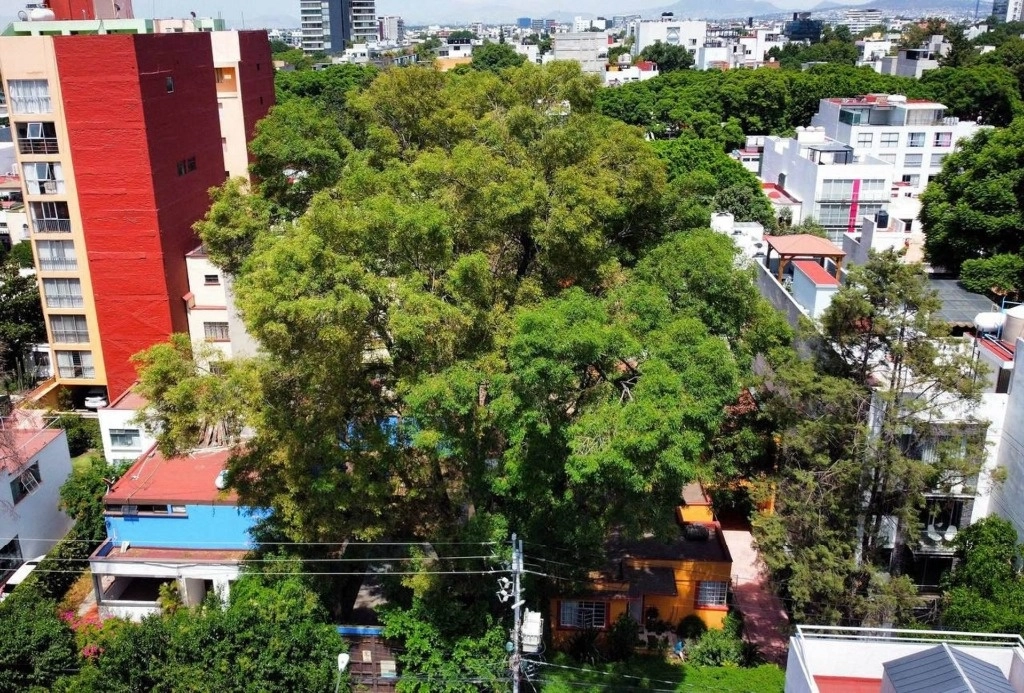 El árbol "Eugenio", de 150 años, fue declarado Patrimonio Natural y Cultural de la Ciudad de México. Foto Cuartoscuro