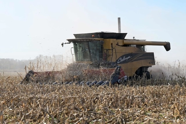 Agricultor cosechando campos de maíz en Lobos, provincia de Buenos Aires, Argentina. Foto Afp