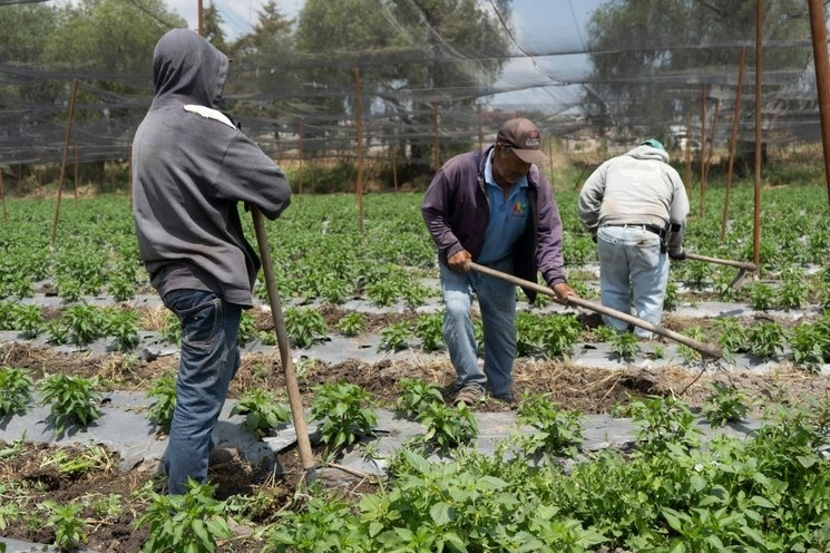 En imagen de archivo, campesinos trabajando. Foto Cuartoscuro