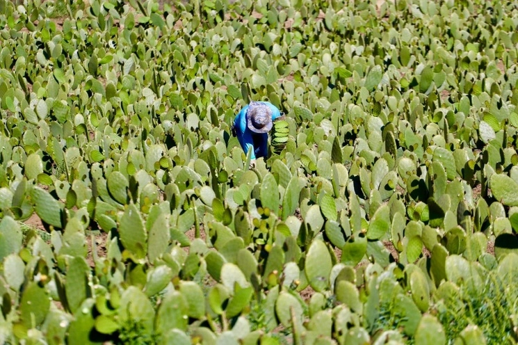 La Secretaría de Bienestar informó que comenzó a operar la primera planta procesadora de nopal del programa Sembrando Vida. Foto Luis Castillo / Archivo 