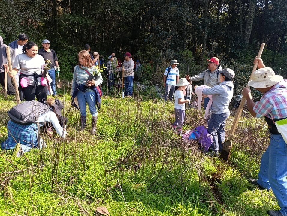 Las actividades comenzaron desde las 8 de la mañana en un predio de la ranchería Huitepec los Alcanfores, ubicada en el poniente de San Cristóbal, con la asistencia de más de 100 personas, hombre, mujeres y niños, que sembraron los primeros 400 árboles.