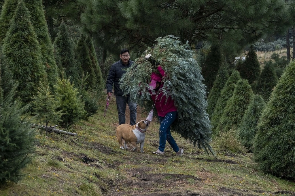 En una plantación forestal de árboles de Navidad, en el Ajusco. Foto Luis Licona/ Xinhua