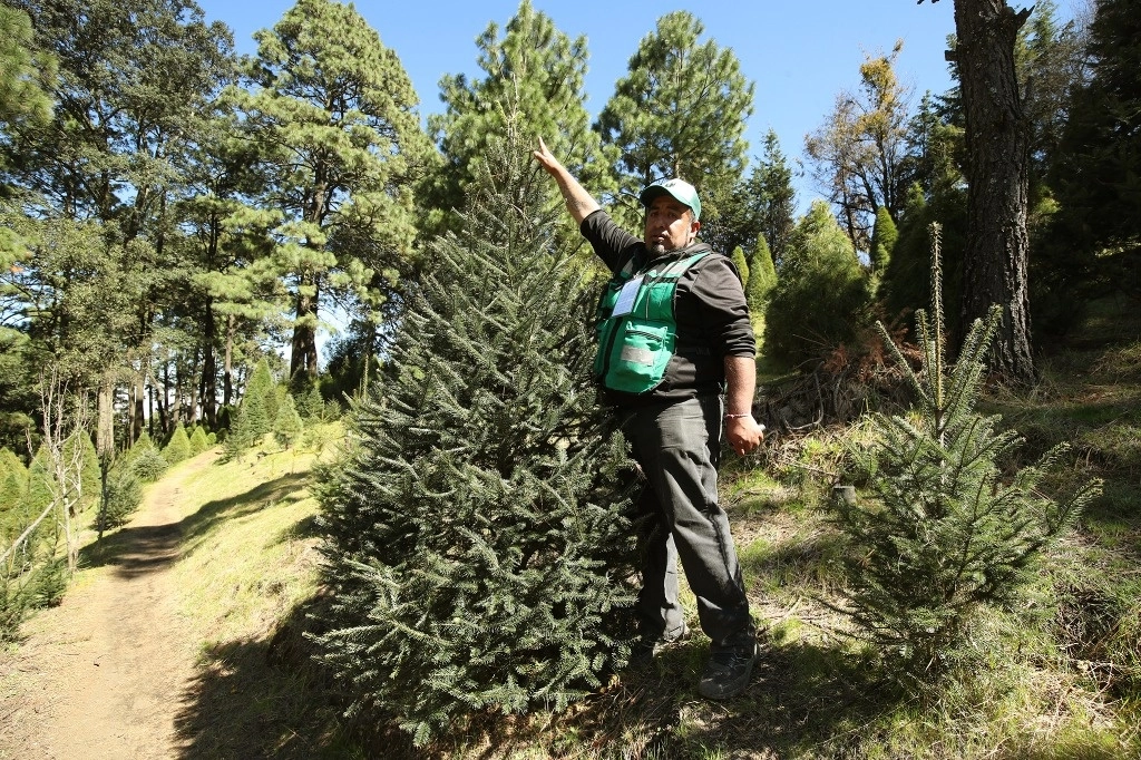 Inicia venta de árboles navideños en el Ajusco, kilómetro 12.5, Alcaldía Tlalpan, el 23 de noviembre de 2024. Foto María Luisa Severiano / La Jornada 