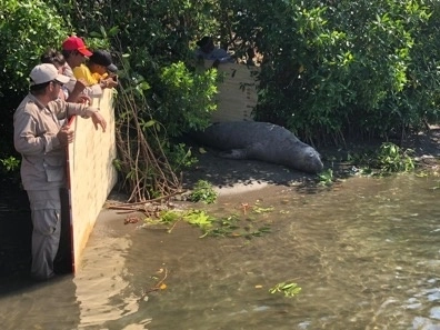 Un elefante marino arribó a una playa de Chiapas, luego de recorrer entre siete mil y ocho mil kilómetros desde el sur del continente para descansar y completar su proceso de muda de pelaje. Foto tomada del Twitter de @PROFEPA_Mx / Archivo