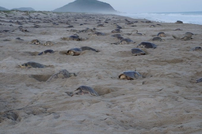 La playa del Santuario Playa Morro Ayuta es considerada la segunda más importante en México para la arribada de tortugas golfina. Foto Conanp