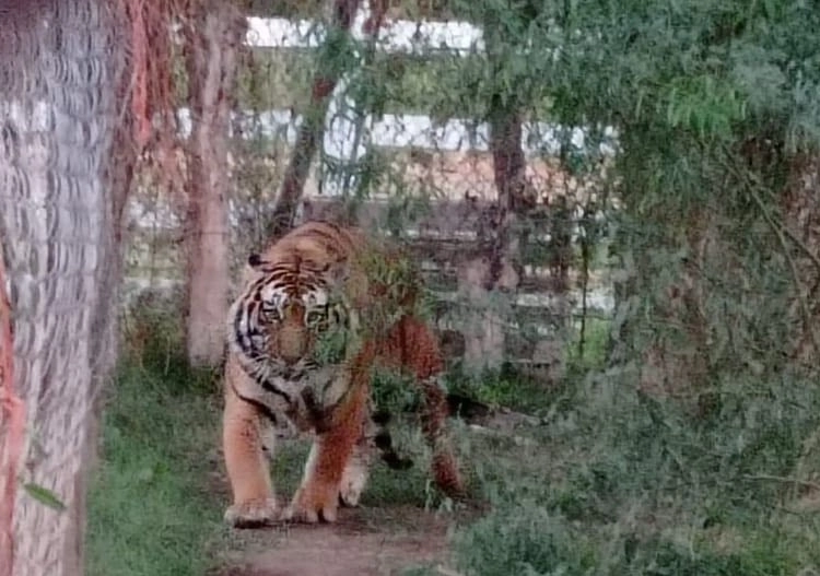 Imagen de uno de los tigres. Foto La Jornada