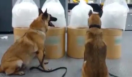 El hallazgo ocurrió cuando se hacía una revisión en el almacén de la carga, y los perros entrenados en la detección de sustancias ilícitas marcaron como positivos cuatro tambos de cartón. Foto tomada de un video difundido a través del Twitter de @GN_MEXICO_