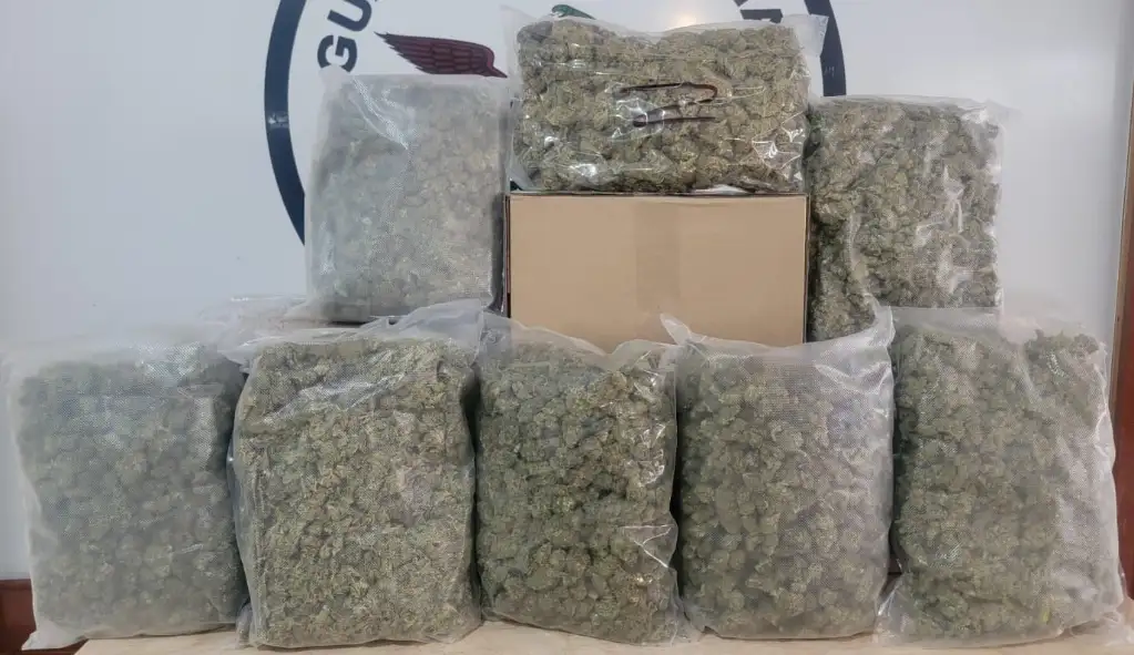 Los ocho paquete que contenían posible mariguana fueron puestos a disposición del Ministerio Público. Foto GN 