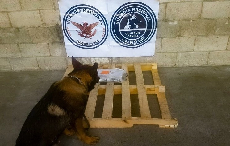 En imagen de archivo, un binomio canino detectó drogas dentro de un paquete en Jalisco. Foto tomada de Twitter @GN_MEXICO_