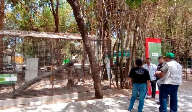 Durante la inspección se verificó el inventario, la condición física de los animales y su legal de su procedencia. Foto 