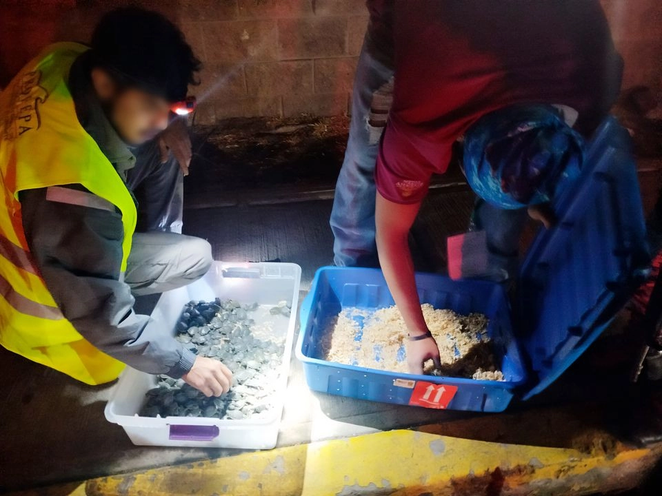 Inspectores detectaron el vehículo con las tortugas en la autopista México-Puebla. Foto 
