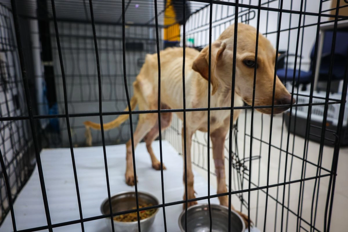 La Secretaría de Medio Ambiente estatal colocó sellos de clausura en el Centro de Bienestar Animal de Santa Catarina tras reportes de desnutrición, hacinamiento y presunto sacrificio de ejemplares entre perros y gatos.