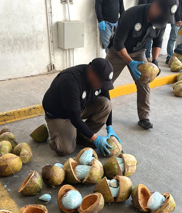 La droga se transportaba oculta dentro de cocos. Foto FGR