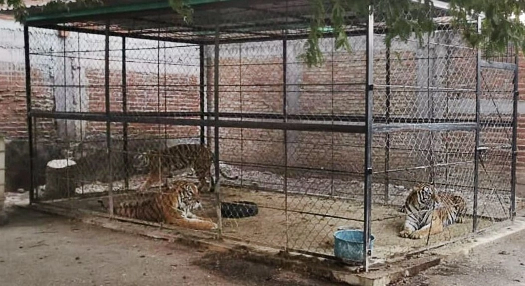 Como parte del cateo a una casa en el municipio de Quechultenango, Guerrero, fueron localizados tres tigres. Foto cortesía Fiscalía estatal