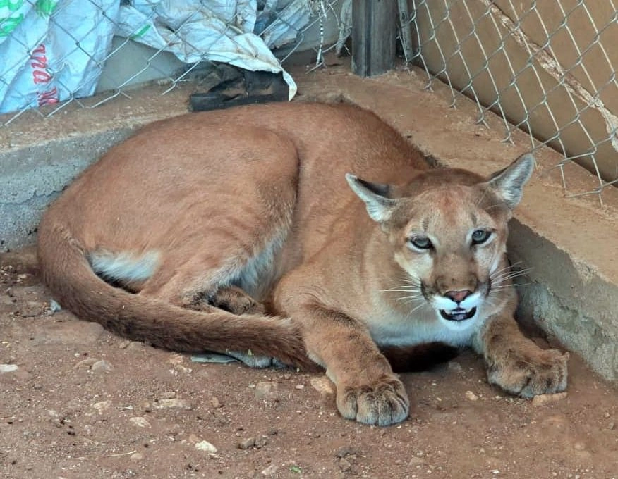 Un puma fue asegurado durante el operativo. Foto 