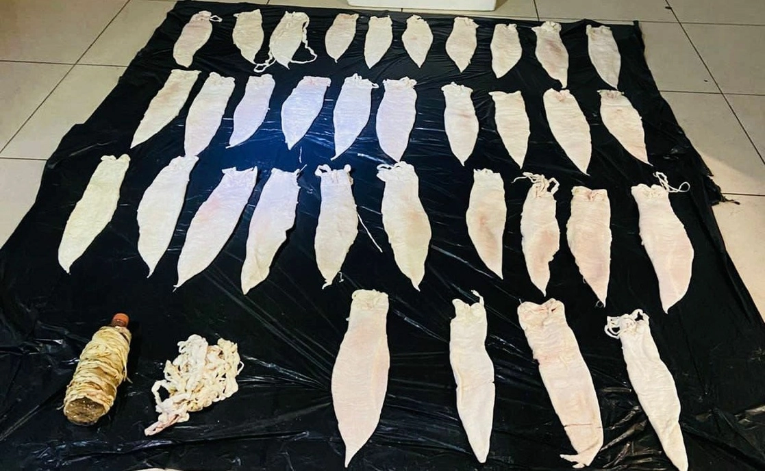 El buche o vejiga natatoria es adquirida en la pesca furtiva por 500 dólares la pieza y se vende en el mercado negro hasta en 5 mil dólares. Foto FGR