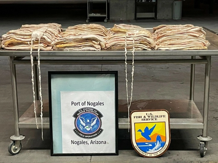 El pez totoaba ha sido catalogado como una especie en peligro de extinción bajo la Ley de Especies en Peligro de Extinción de Estados Unidos desde 1979. Foto La Jornada 