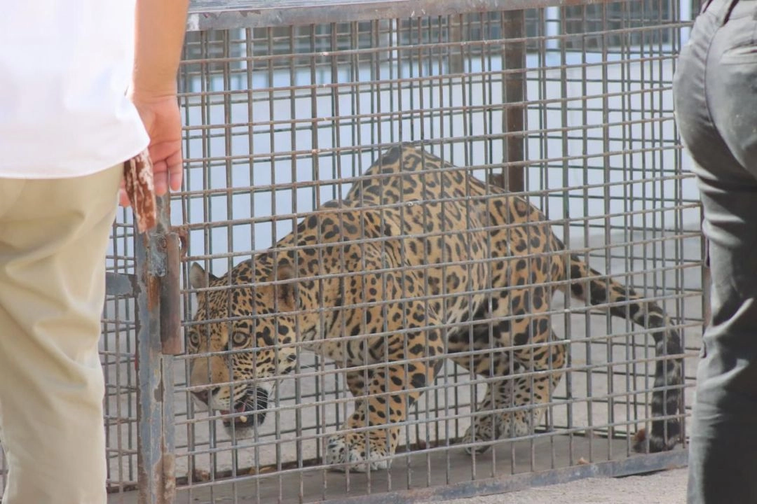 Jaguar asegurado por agentes de la Fuerza Estatal de Seguridad Ciudadana. Foto 