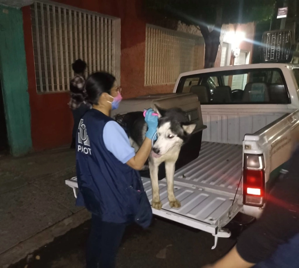 De los lomitos, 13 fueron trasladados a las instalaciones de la base de la BVA en la alcaldía Xochimilco, y nueve llevados a la PAOT, donde recibirán atención médica, el 23 de febrero de 2024. Foto tomada de X @mariana_boy