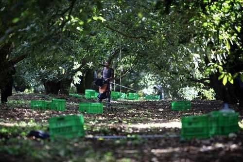 En la imagen, huerta dedicada a la siembra de aguacate en Tancítaro. Foto Cuartoscuro