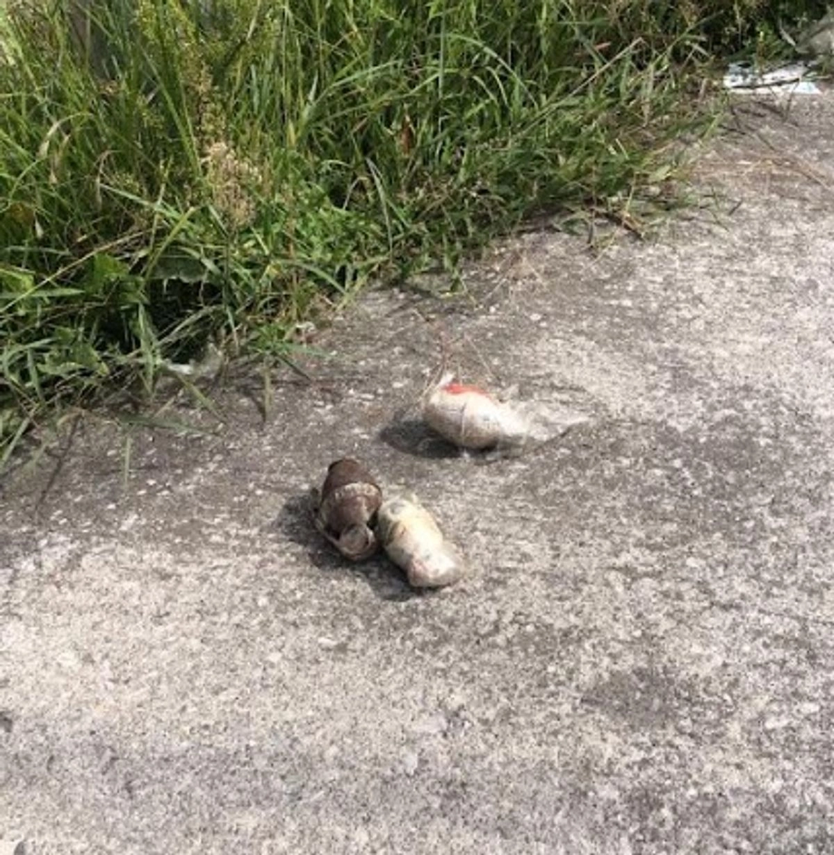 Artefactos explosivos asegurados por personal especial antiexplosivos de la SSEM). Foto 