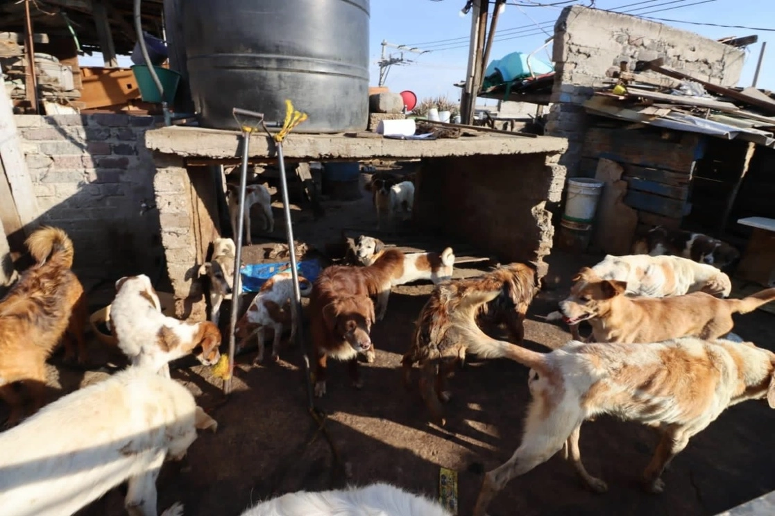 Casa ubicada en la calle Malagueña en Nezahualcóyotl donde un centenar de perros vivían en malas condiciones. Foto La Jornada.