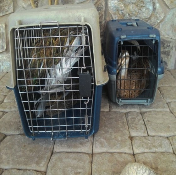 Aves exóticas rescatadas en Sinaloa en 2016. Foto Cuartoscuro