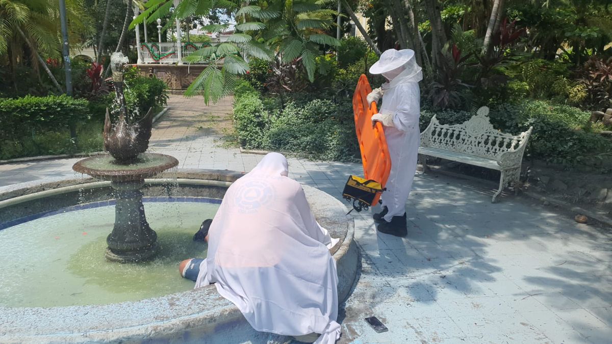 Ataque de abejas en pleno centro de Colima deja tres heridos; uno de gravedad
