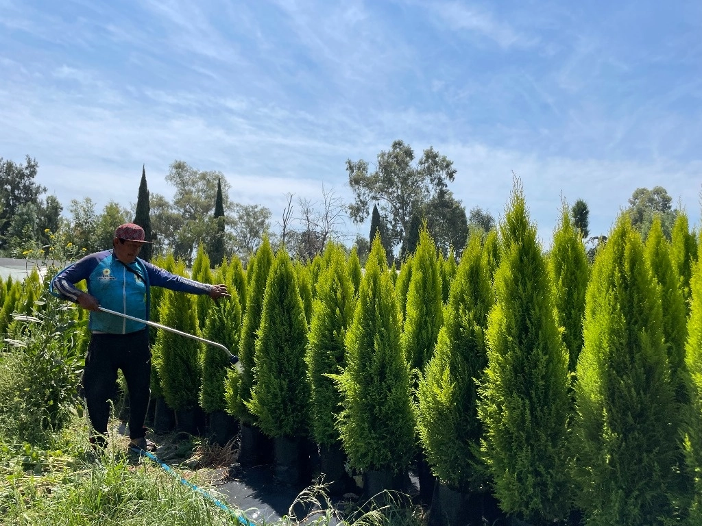 La meta es 23.94 por ciento mayor en comparación con el número de productores apoyados con el programa prioritario en 2023, cuando se amplió a nivel nacional. Foto Roberto García Ortíz / La Jornada 