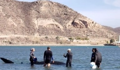 La Procuraduría Federal de Protección al Ambiente (Profepa) señaló que su delegación en el estado activó la Red de Atención para Varamiento de Mamíferos Marinos y se trasladó al sitio, detectando al ejemplar vivo varado en la mitad del bajo de El Mogote, Baja California Sur. Foto cortesía Profepa 