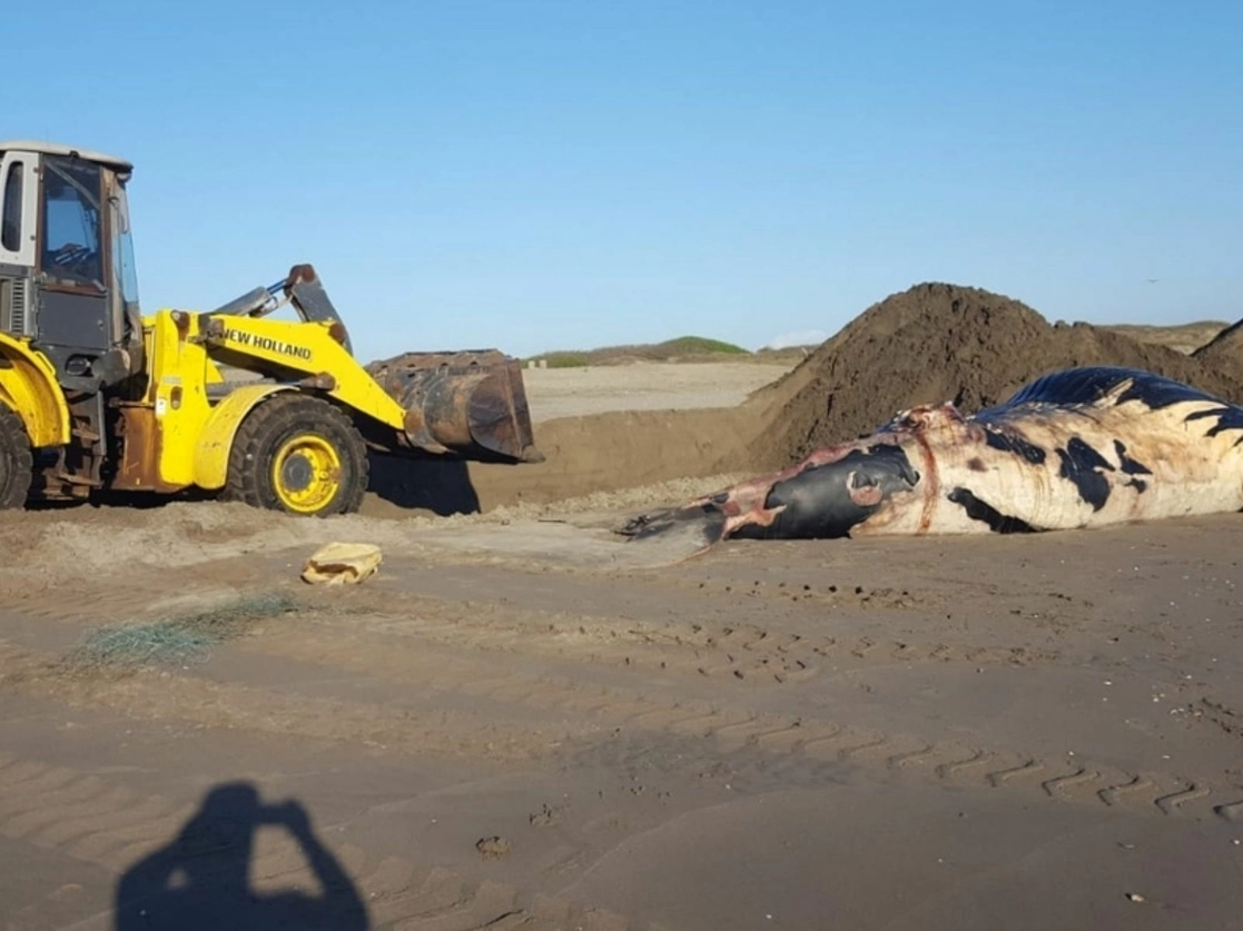 La Profepa se trasladó a las playas del Desarrollo Nuevo Altata para constatar la presencia de un cadáver de Ballena Jorobada, hembra juvenil, que se encontró en avanzado estado de descomposición, con desprendimiento de piel, sin presencia de heridas o evidencia de daño por alguna actividad antropogénica, en Navolato, Sinaloa, el 13 de enero de 2021. Foto cortesía de Profepa 