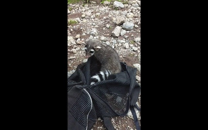 El animal fue rescatado luego de ser atropellado. Foto La Jornada/ archivo