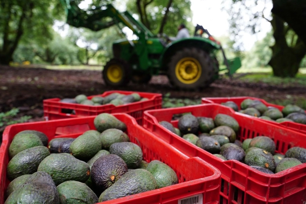 En otros estados el aguacate hass ha llamado la atención de grupos criminales que generan incendios forestales para posteriormente poder realizar el cultivo del llamado oro verde. Foto Cuartoscuro