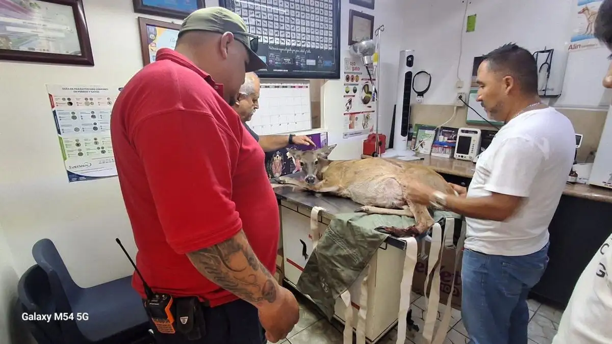La venada es atendida por veterinarios. Foto 