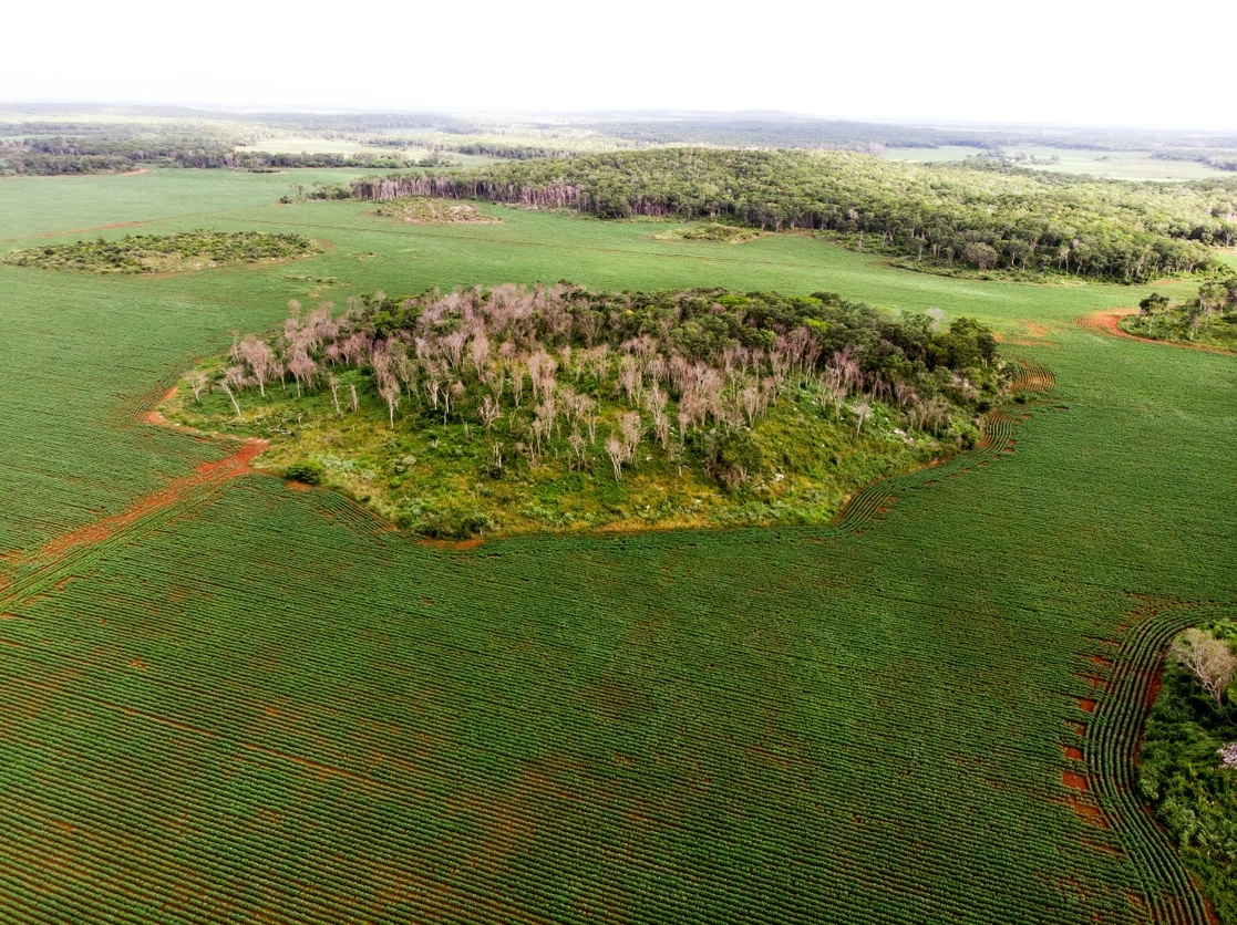 La tasa de deforestación dentro de los bosques indígenas, donde se ha asegurado la propiedad de la tierra a sus habitantes, es 2.8 veces menor que fuera de dichas áreas en Bolivia, 2.5 veces menor en Brasil y 2 veces menor en Colombia. Foto Premio Goldman de medio ambiente tomada a través del sitio https://www.jornada.com.mx/notas/2020/12/01/sociedad/leydy-pech-monsanto-sigue-impune-con-la-soya-transgenica/
