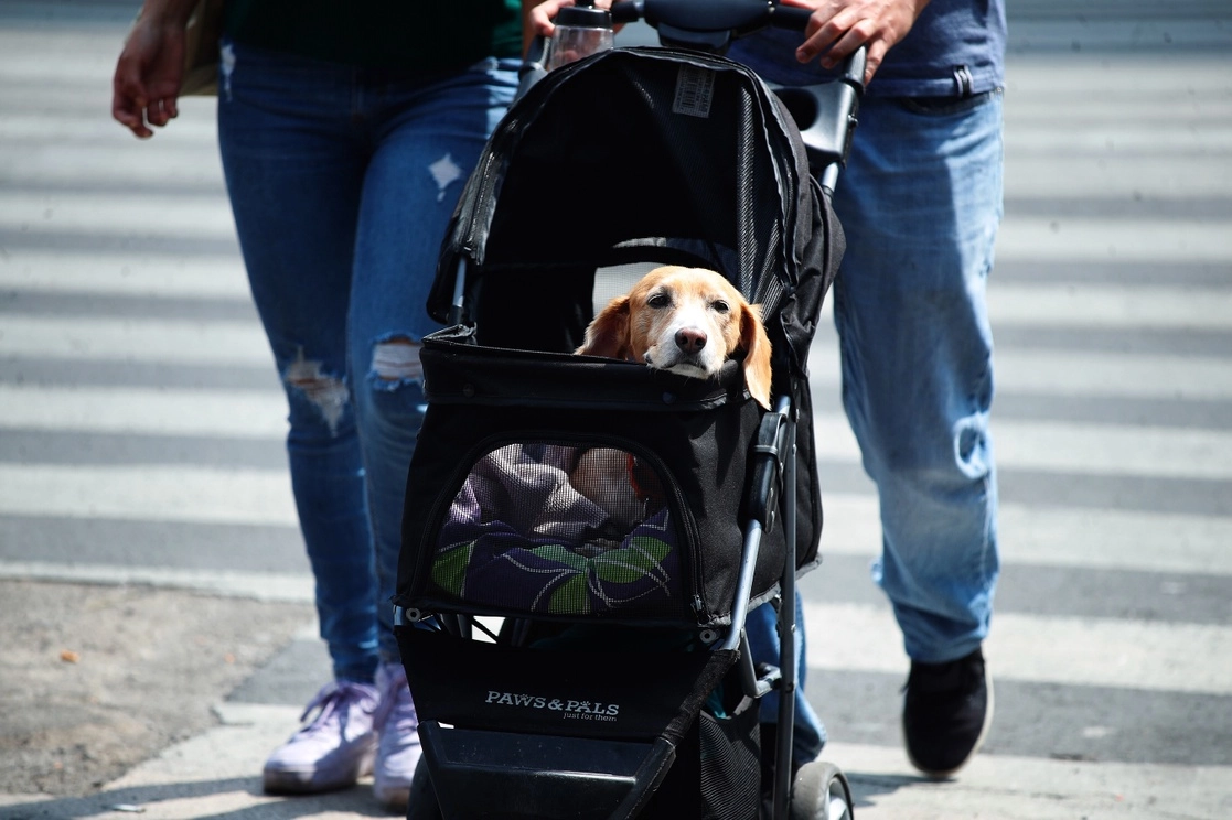 El Congreso capitalino aprobó aumentar penas y especificaciones del delito de maltrato animal. Foto Cristina Rodríguez