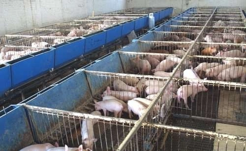 Datos oficiales señalan que la inflación al consumidor en China aumentó en junio por el creciente precio de la carne de puerco. Foto Afp