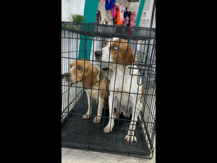 Las mascotas rescatadas fueron adoptadas por tres familias por lo que ahora tienen un hogar que les da la atención adecuada. Foto cortesía 