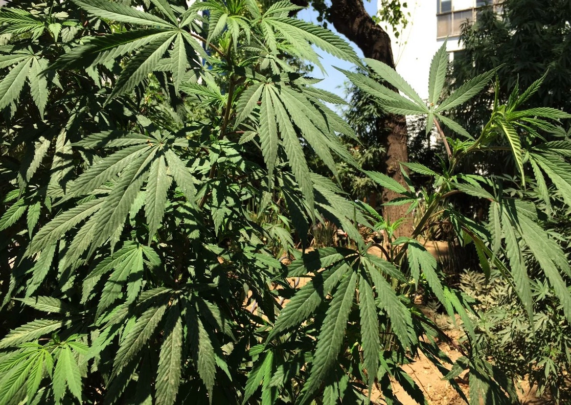 La Cámara de Diputados aprobó ayer en lo general la Ley Federal para la Regulación del Cannabis, que permite a los adultos la posesión para el consumo personal de hasta 28 gramos de mariguana y autoriza la producción con fines de autoconsumo. En la imagen, el plantón 420 ubicado en la plaza Luis Pasteur, a un costado del Senado, el 11 de marzo de 2021. Foto Cristina Rodríguez
