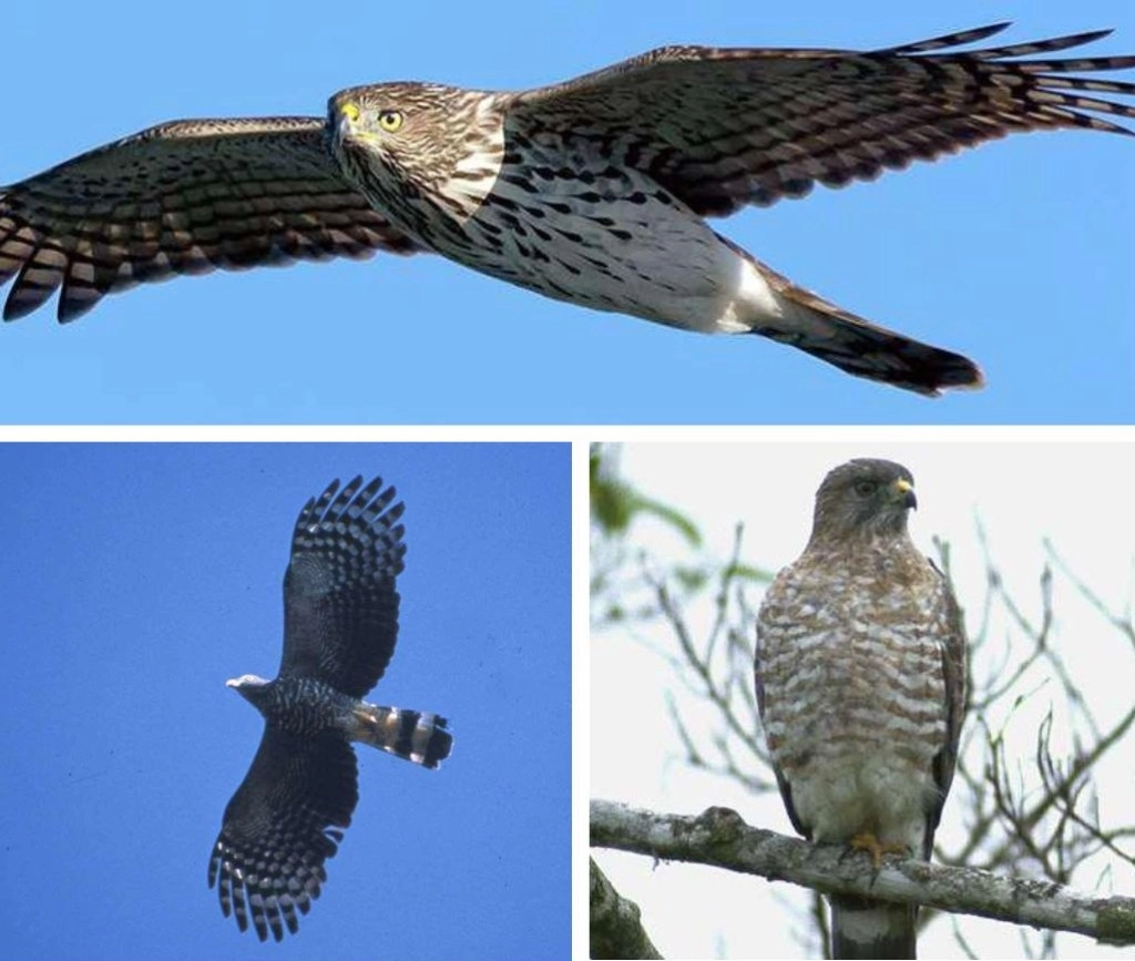 Las aves juegan un papel central para mantener el equilibrio del entorno ambiental. Foto cortesía de Ernesto Ruelas Inzunza
