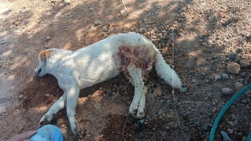 El perro maltratado fue reportado en la localidad de San Pedro, municipio de Huimilpan, Querétaro. Foto 'La Jornada'