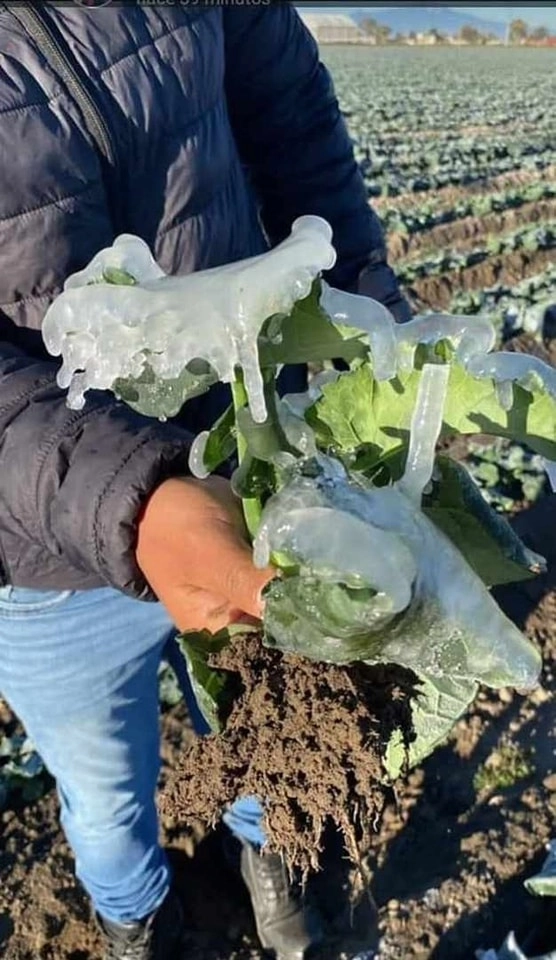 Un poblador muestra plantas congeladas de la zona debido a las bajas temperaturas. Foto La Jornada