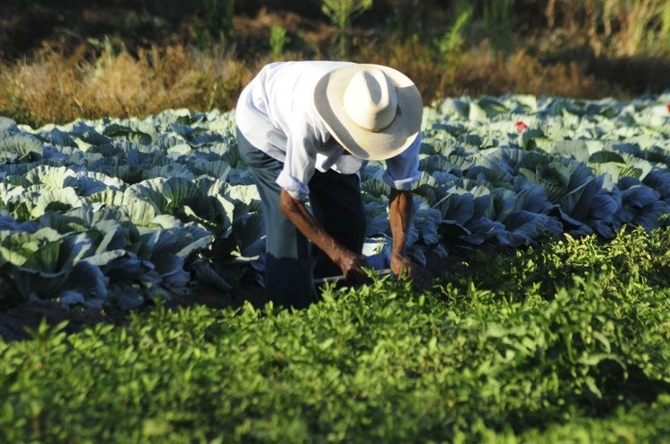 Las hortalizas, frutas y bebidas fueron los productos que más exportó el país en enero de 2020. Foto Cuartoscuro/archivo