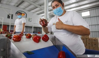 Con base en cifras preliminares del Banco de México, en 2019 las exportaciones agropecuarias y agroindustriales generaron 37 mil 843 mdd. Foto Cortesía Sader