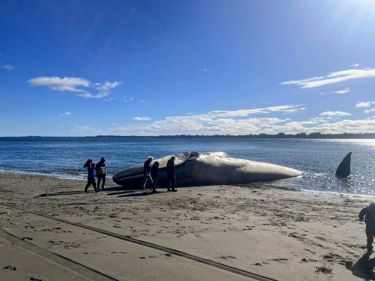 El cetáceo fue encontrado en la playa de Puerto Elvira, al sur de Chile. Foto Afp