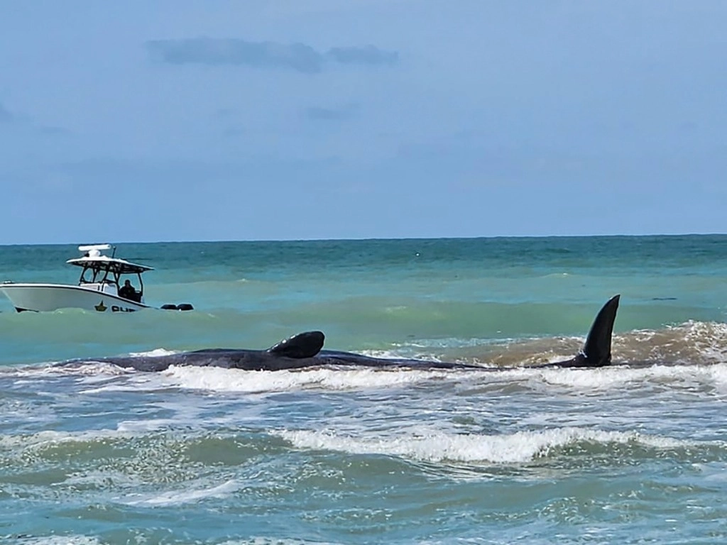 La ballena tipo caachalote quedó varada n un banco de arena en una playa de Venice, Florida. Foto Ap